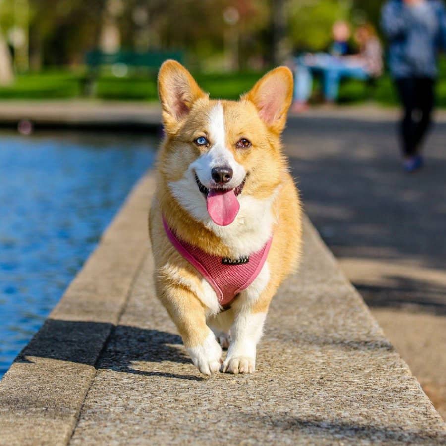 Misc Pet ProductsShoaib